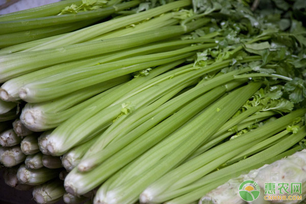 芹菜什么时间种植最好？怎么种植？-图片版权归惠农网所有