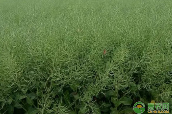 什么时间种油菜最合适？-图片版权归惠农网所有