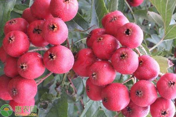 山楂什么时候种植最好？-图片版权归惠农网所有