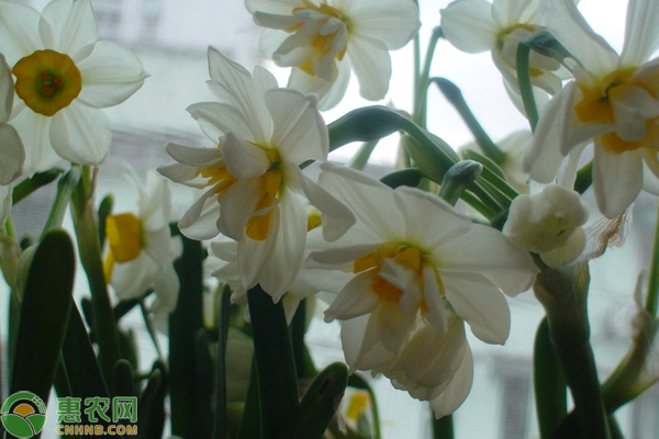水培水仙花什么時候種植最好？-圖片版權(quán)歸惠農(nóng)網(wǎng)所有