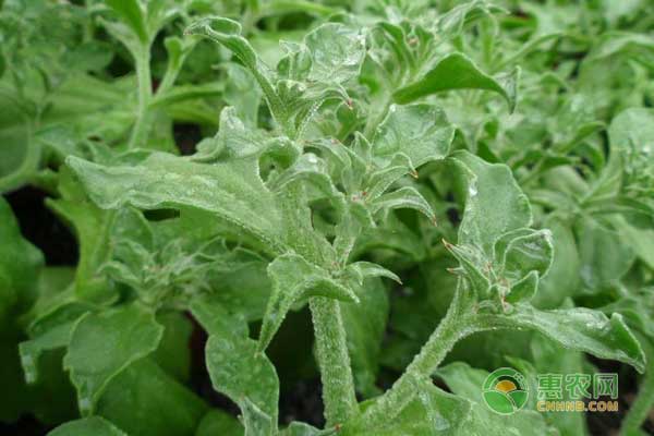 冰菜什么时候种植合适？-图片版权归惠农网所有