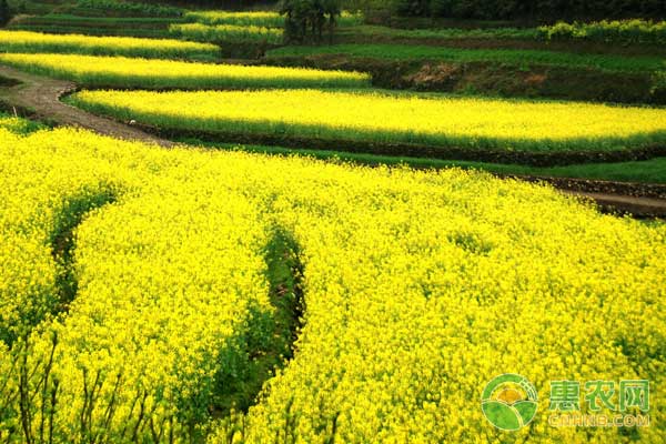 什么时间种油菜最合适？-图片版权归惠农网所有