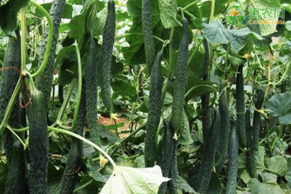 春黃瓜什么時候種植最好？-圖片版權歸惠農(nóng)網(wǎng)所有