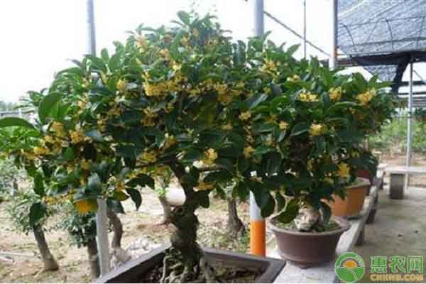 桂花樹葉尖枯焦是什么原因？-圖片版權(quán)歸惠農(nóng)網(wǎng)所有