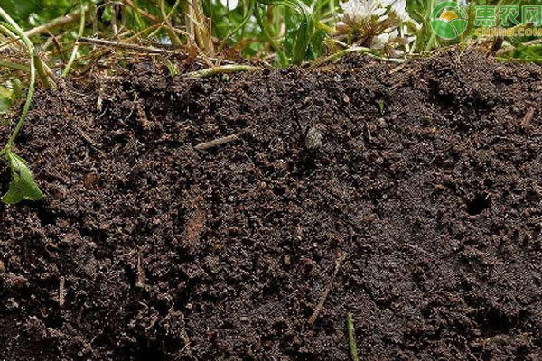 什么土壤最适合种植？