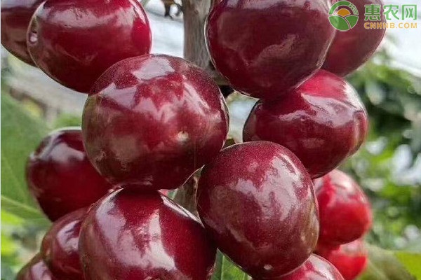 車厘子適合什么時間種植？-圖片版權歸惠農(nóng)網(wǎng)所有