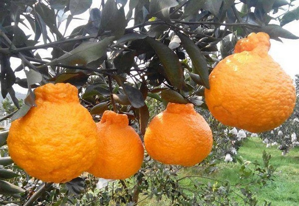 丑橘几月份成熟上市？