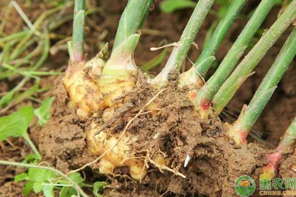 姜什么時(shí)候種植最好？什么時(shí)候收獲？-圖片版權(quán)歸惠農(nóng)網(wǎng)所有