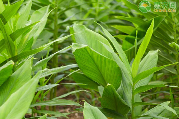 姜什么時(shí)候種植最好？什么時(shí)候收獲？-圖片版權(quán)歸惠農(nóng)網(wǎng)所有