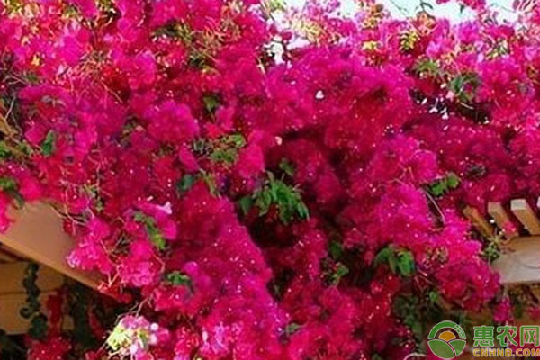 爬藤三角梅什么時候適合種植？-圖片版權(quán)歸惠農(nóng)網(wǎng)所有