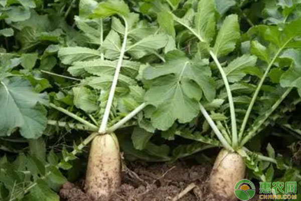 過冬蘿卜什么時候種植最好？-圖片版權歸惠農(nóng)網(wǎng)所有