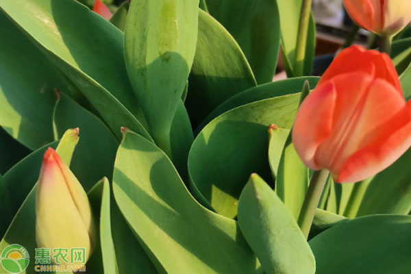 郁金香什么時(shí)候種植最好北方？-圖片版權(quán)歸惠農(nóng)網(wǎng)所有