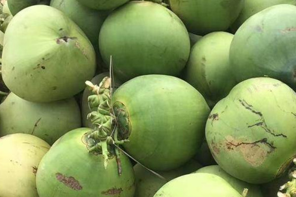 椰子几月份成熟上市？