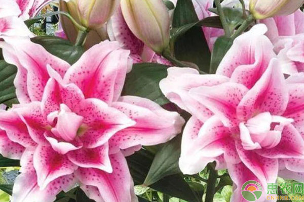 百合種球什么時候種植最好？-圖片版權(quán)歸惠農(nóng)網(wǎng)所有
