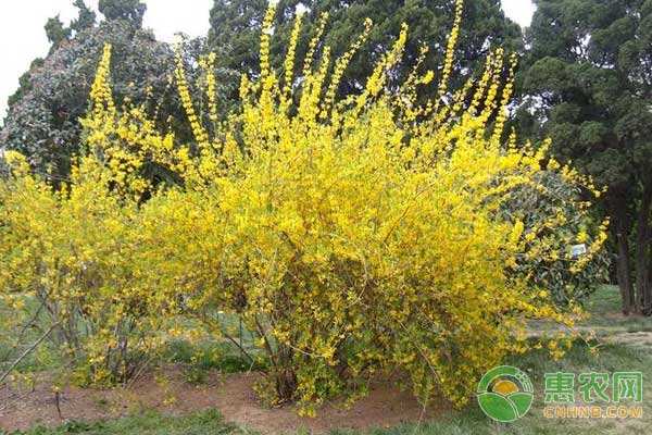 連翹適合什么時候種植？-圖片版權(quán)歸惠農(nóng)網(wǎng)所有