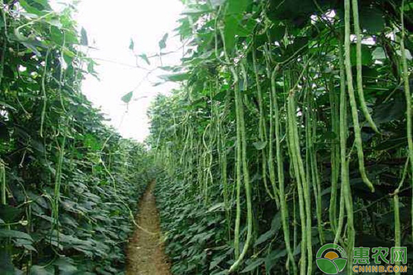 春天幾月份種豆角最合適？-圖片版權(quán)歸惠農(nóng)網(wǎng)所有