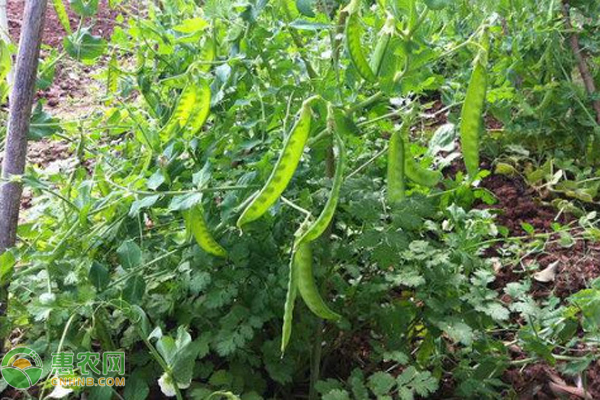 荷蘭豆種植季節(jié)是幾月？-圖片版權(quán)歸惠農(nóng)網(wǎng)所有