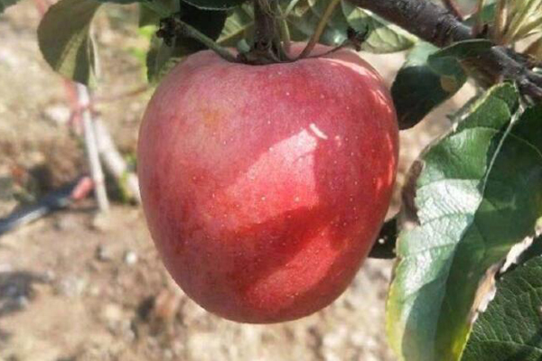 鲁丽苹果苗多少钱一棵树苗？