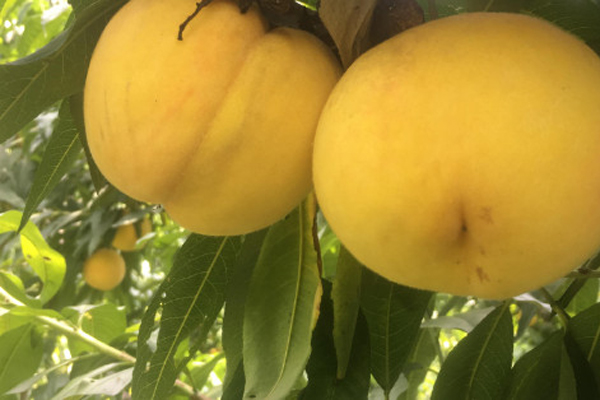 上海黄桃几月份成熟上市？
