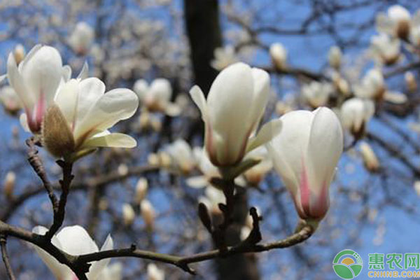 玉兰树什么时候种植最好？-图片版权归惠农网所有