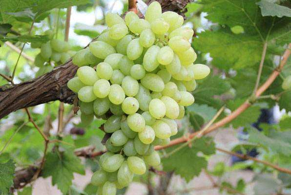 新疆葡萄几月份成熟上市？