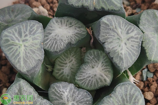 多肉叶插几月份最合适？-图片版权归惠农网所有