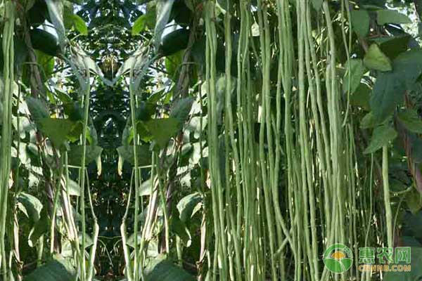 秋豇豆什么時候種植最好？-圖片版權(quán)歸惠農(nóng)網(wǎng)所有