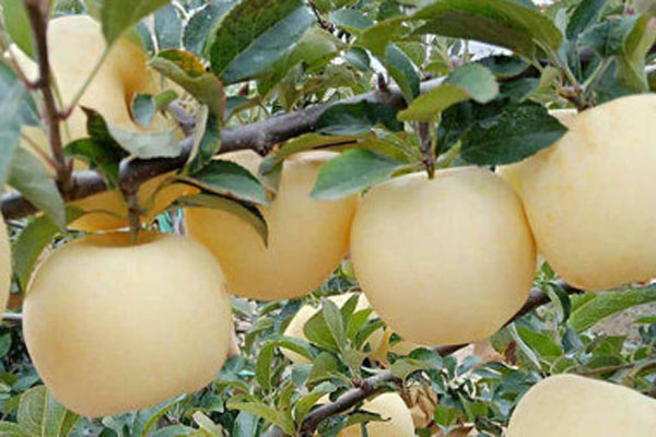 苹果树苗新品种