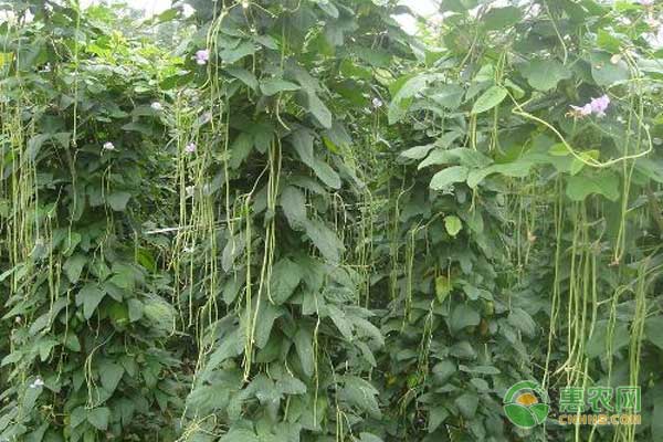 秋豇豆什么時候種植最好？-圖片版權(quán)歸惠農(nóng)網(wǎng)所有