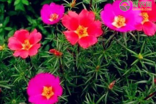 太陽花什么時候種植最好？-圖片版權(quán)歸惠農(nóng)網(wǎng)所有