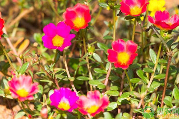 太陽花什么時候種植最好？-圖片版權(quán)歸惠農(nóng)網(wǎng)所有