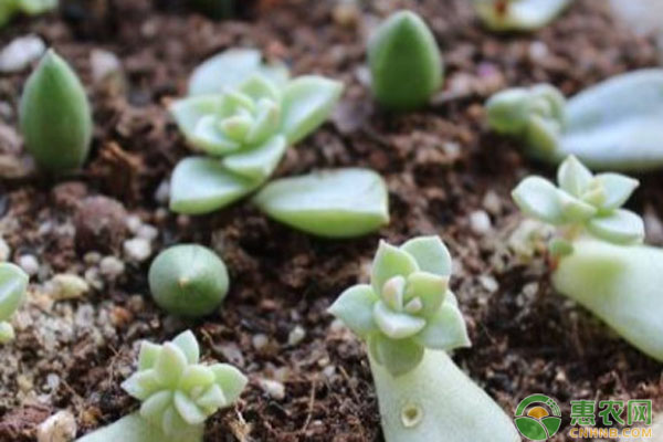 多肉叶插几月份最合适？-图片版权归惠农网所有