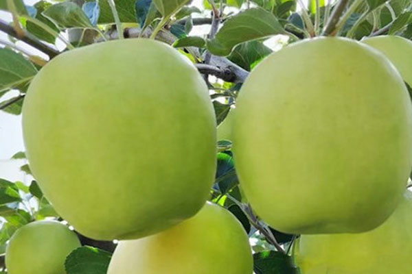 苹果品种哪个甜？