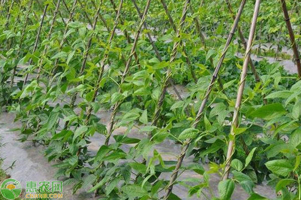 秋豇豆什么時候種植最好？-圖片版權(quán)歸惠農(nóng)網(wǎng)所有