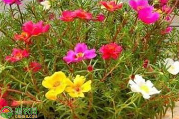 太陽花什么時候種植最好？-圖片版權(quán)歸惠農(nóng)網(wǎng)所有