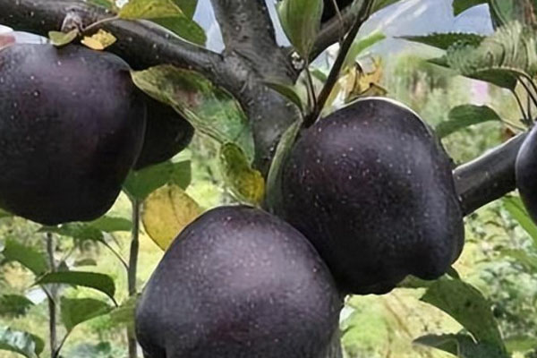 黑苹果树苗多少钱一棵？