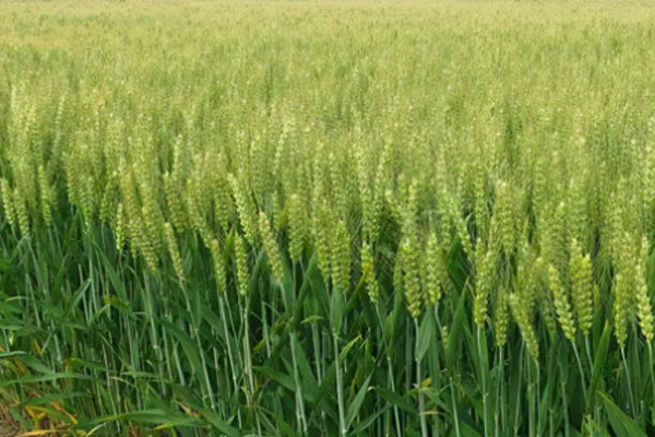 小麦最近的价格多少钱一斤？