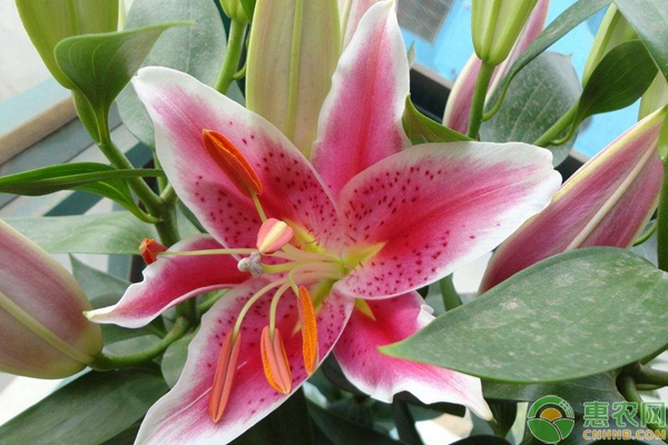 什么時候適合種百合？-圖片版權歸惠農(nóng)網(wǎng)所有