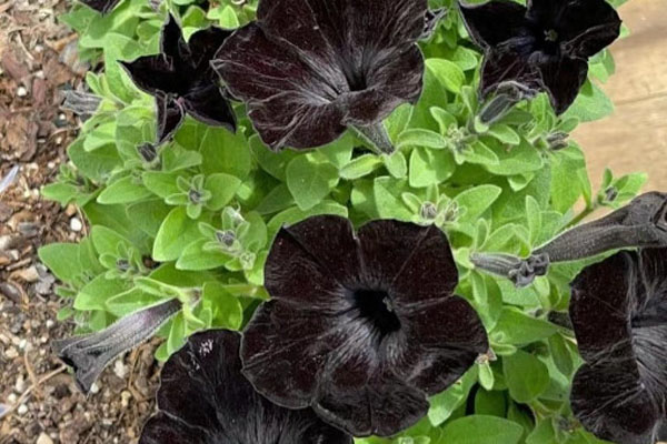 自带“高级感“的10种黑色花卉
