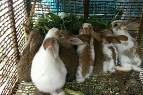 五十只兔子一年的利润多少？
