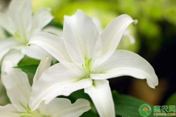 什么時候適合種百合？-圖片版權歸惠農(nóng)網(wǎng)所有