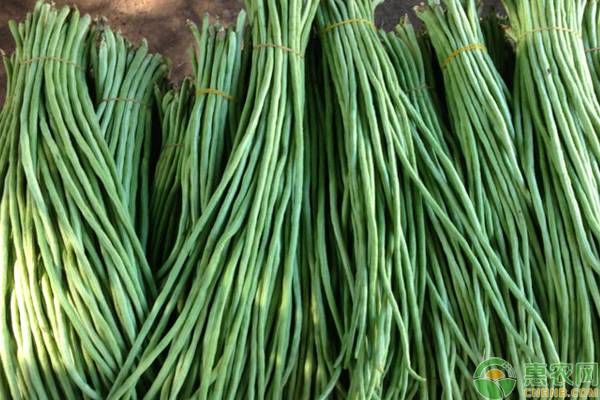 秋豇豆什么時候種植最好？-圖片版權(quán)歸惠農(nóng)網(wǎng)所有