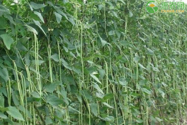 秋豇豆什么時候種植最好？-圖片版權(quán)歸惠農(nóng)網(wǎng)所有