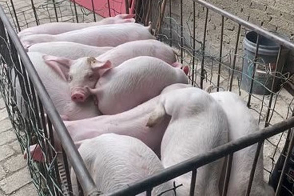 2024年5月全国生猪价格多少钱？