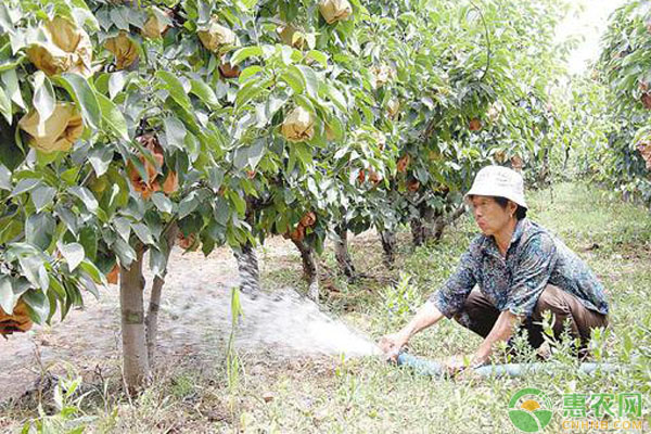 5月份果树种植指南-图片版权归惠农网所有