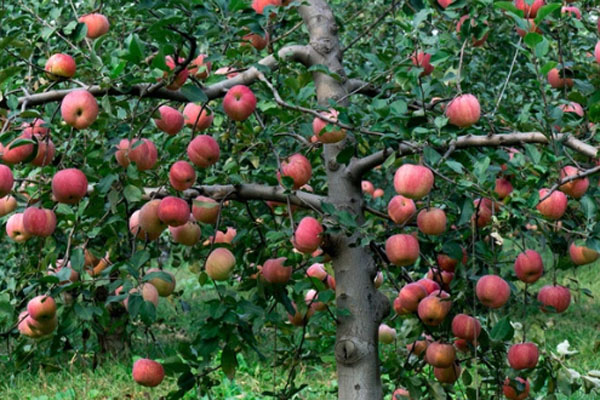 苹果树苗哪里有买？