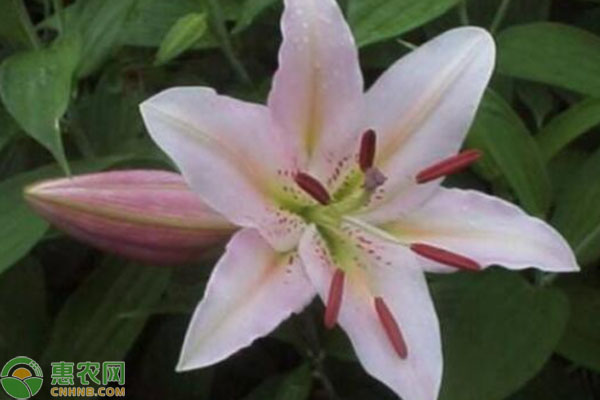 百合花什么時(shí)候施肥？怎么施肥？用什么施肥？-圖片版權(quán)歸惠農(nóng)網(wǎng)所有