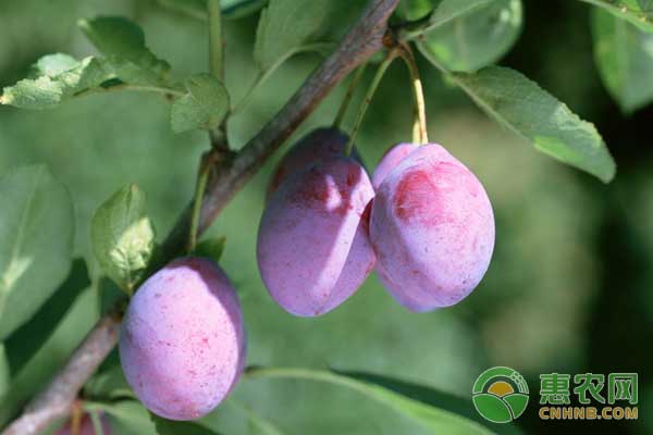 南方西梅種植方法與管理-圖片版權(quán)歸惠農(nóng)網(wǎng)所有