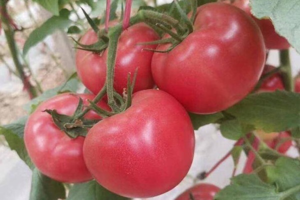 番茄施肥用什么肥料好？怎么施底肥？