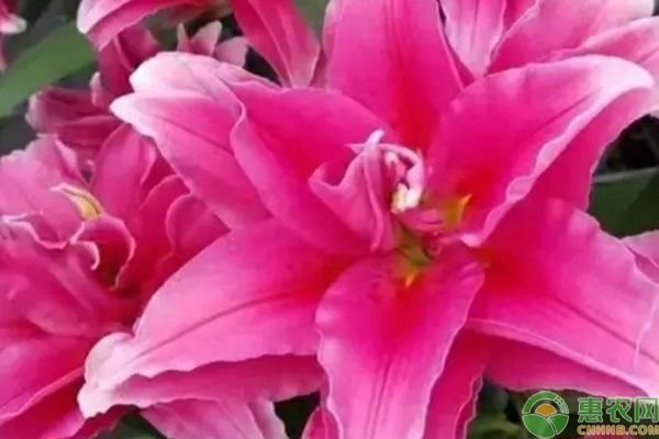 百合花什么時(shí)候施肥？怎么施肥？用什么施肥？-圖片版權(quán)歸惠農(nóng)網(wǎng)所有